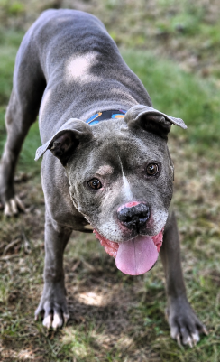 jackson adoptable dog