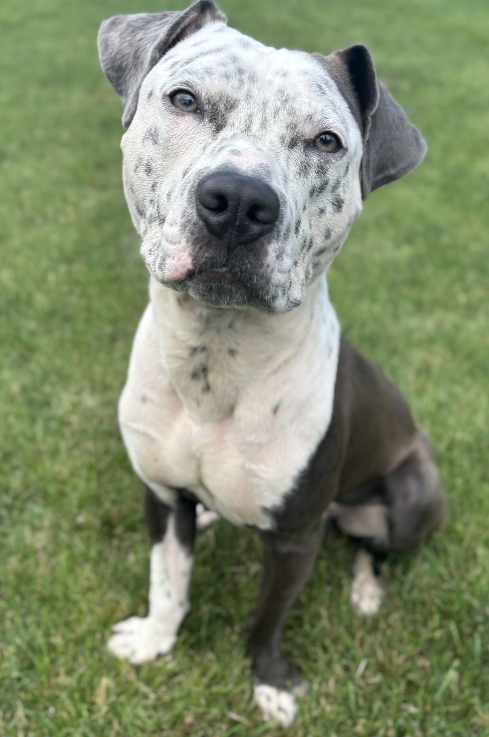 milo adoptable dog