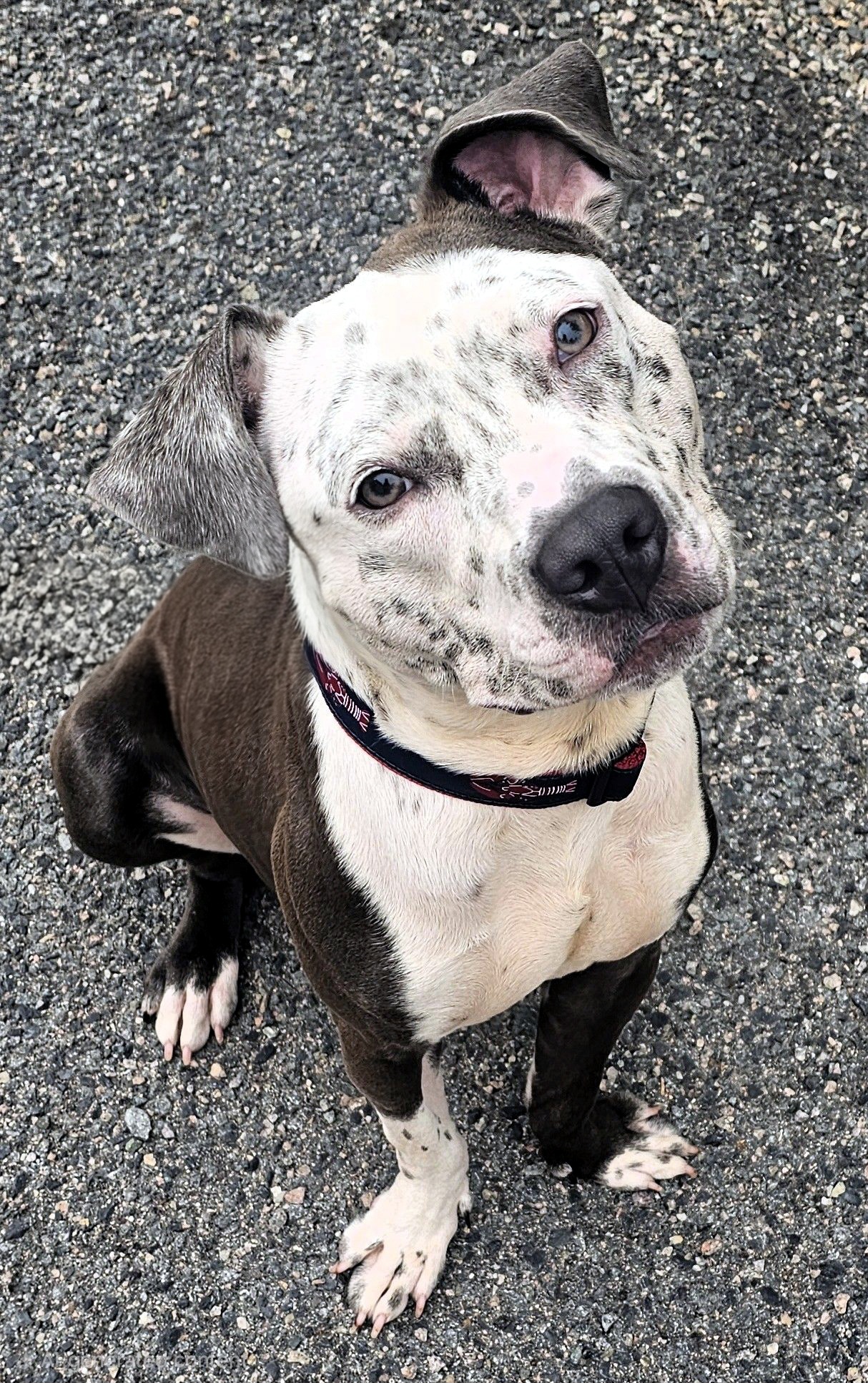 milo adoptable dog