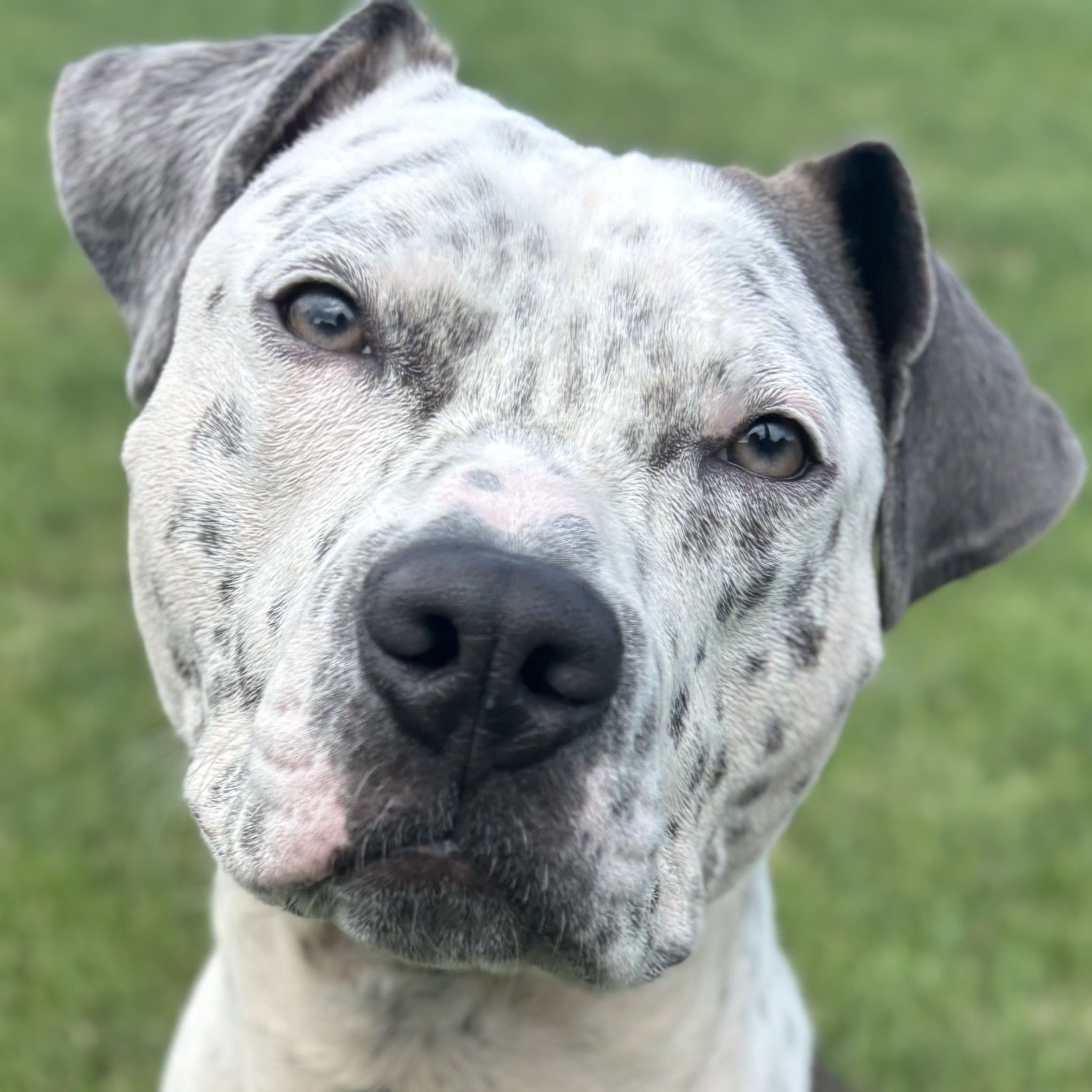 freddy adoptable pup