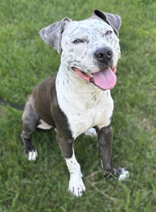 milo adoptable dog