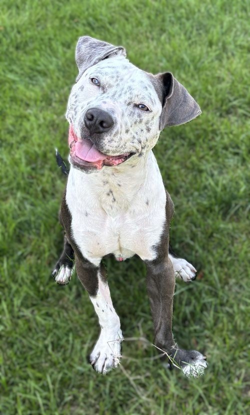milo adoptable dog