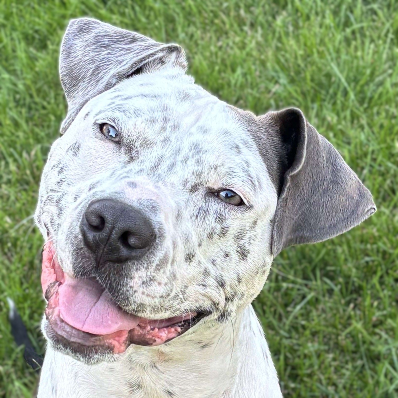 Milo