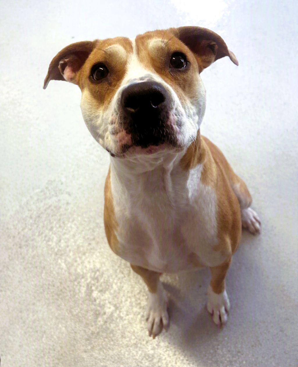 lady lou adoptable dog