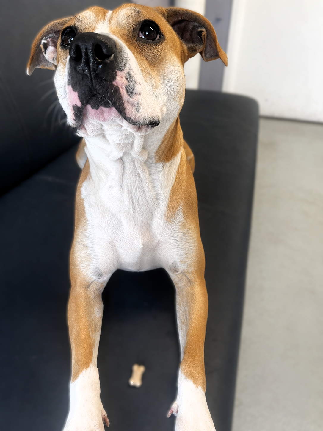 lady lou adoptable dog