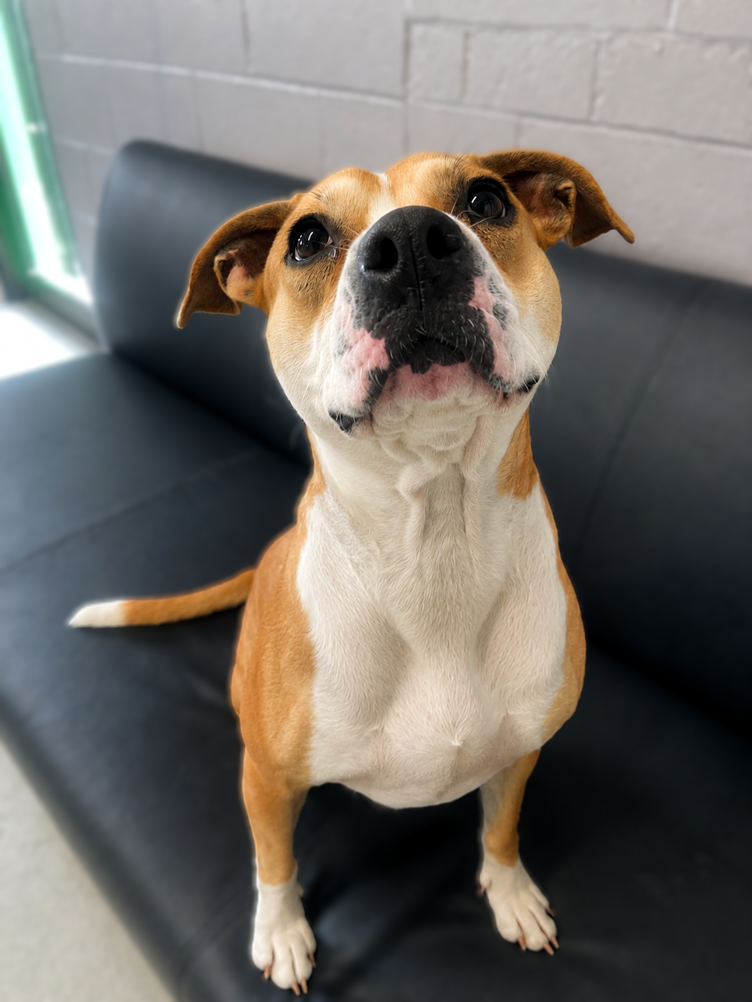 lady lou adoptable dog