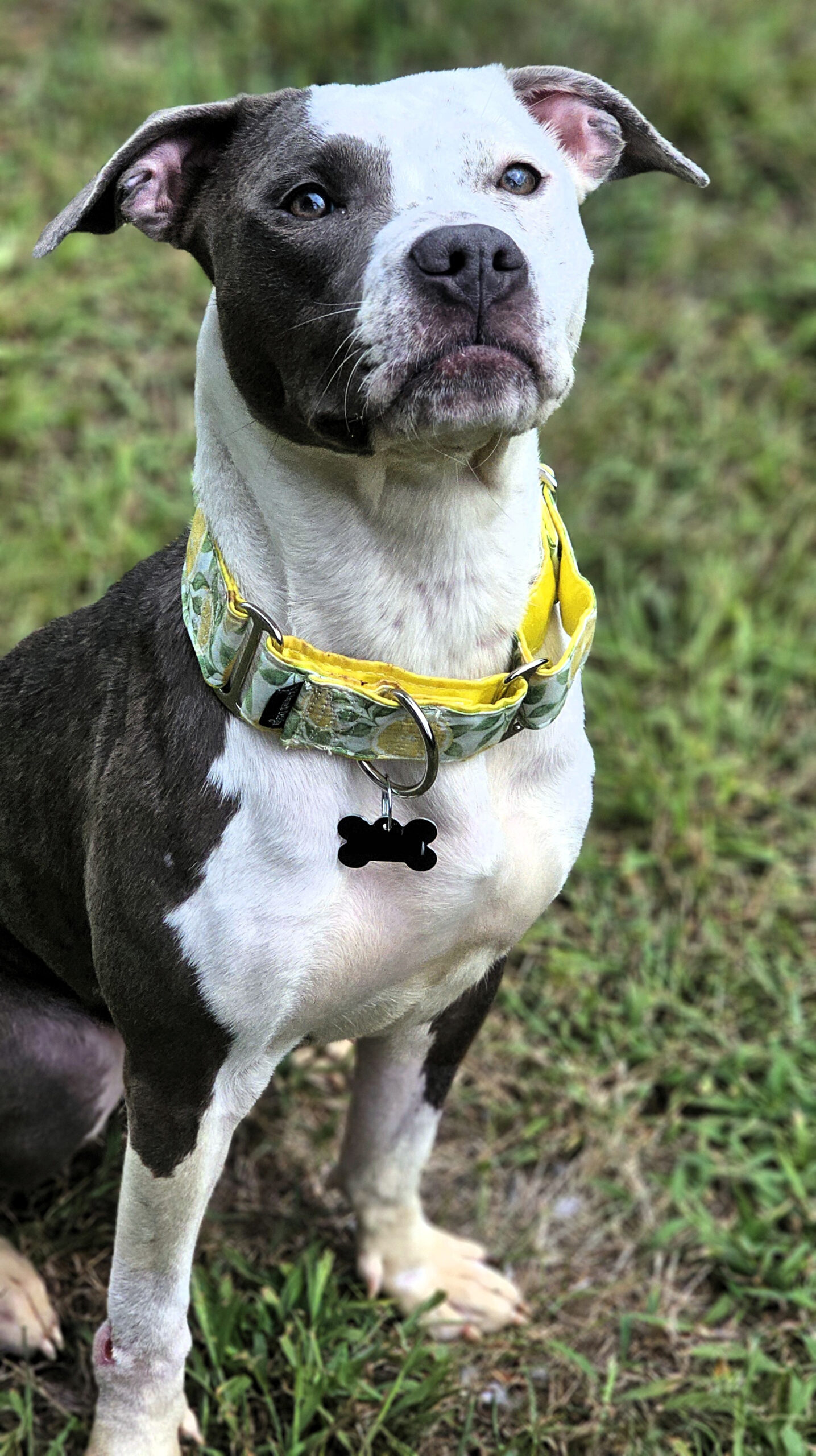 darling adoptable dog