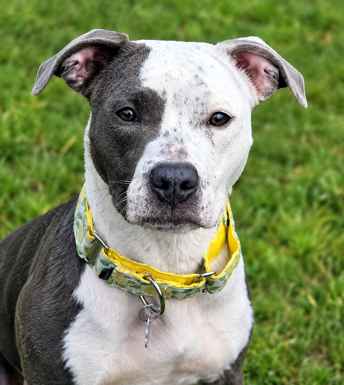 darling adoptable dog