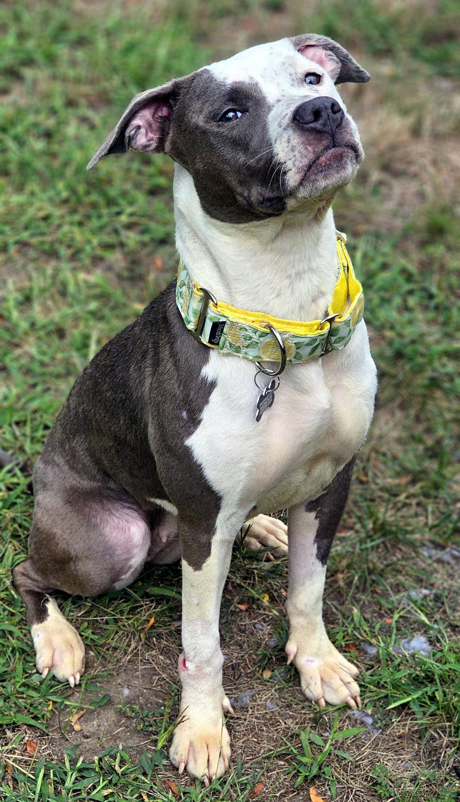 darling adoptable dog