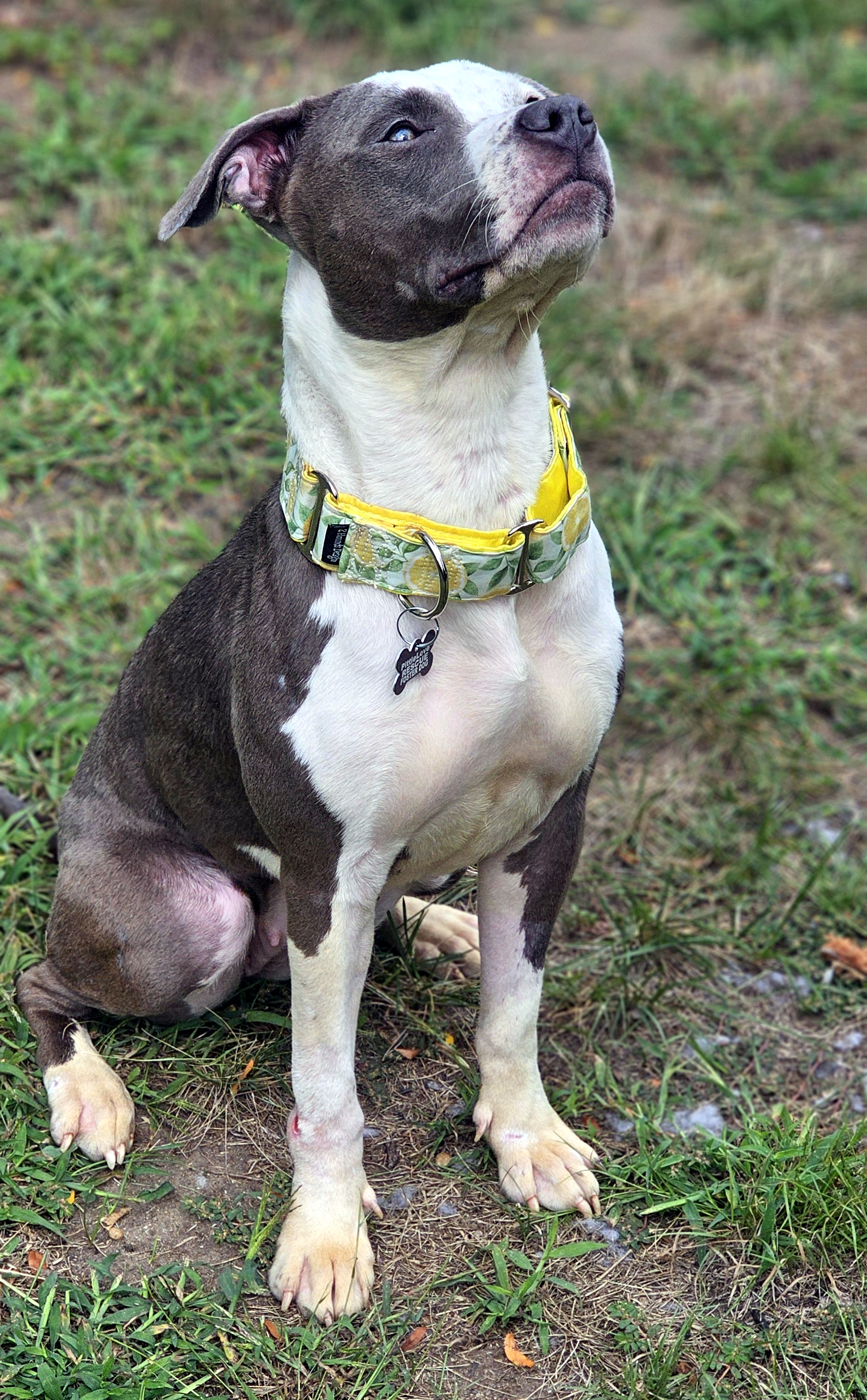 darling adoptable dog