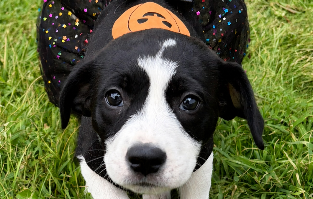 Dot