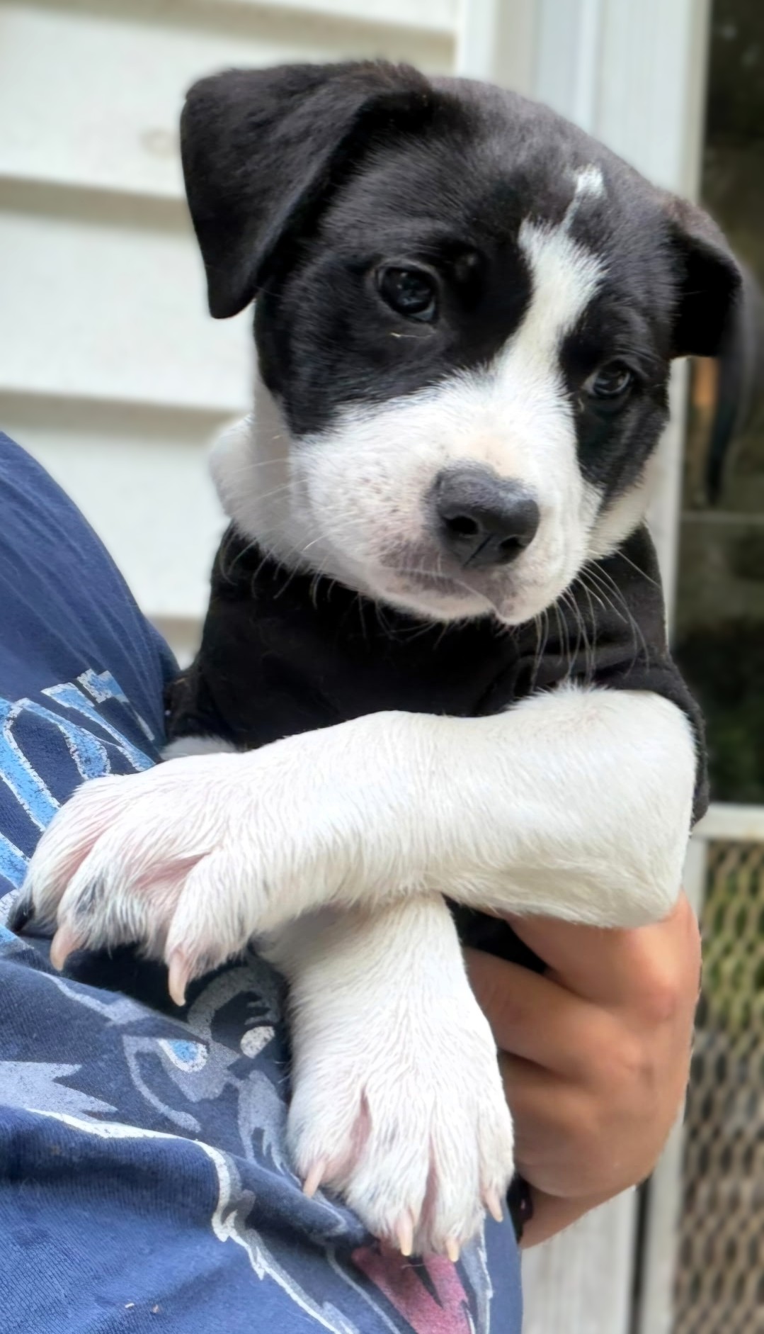 dot adoptable pup