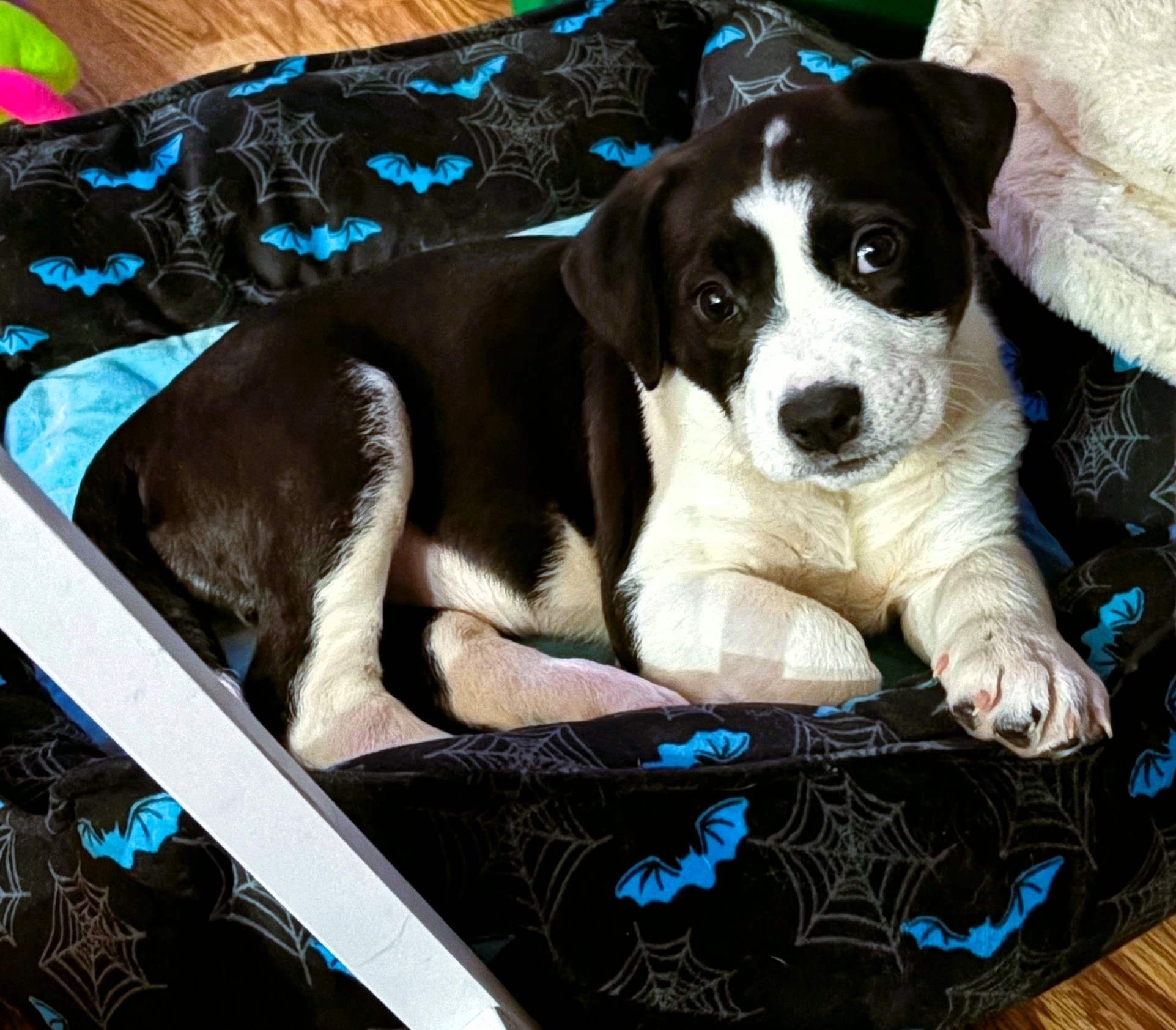 dot adoptable pup