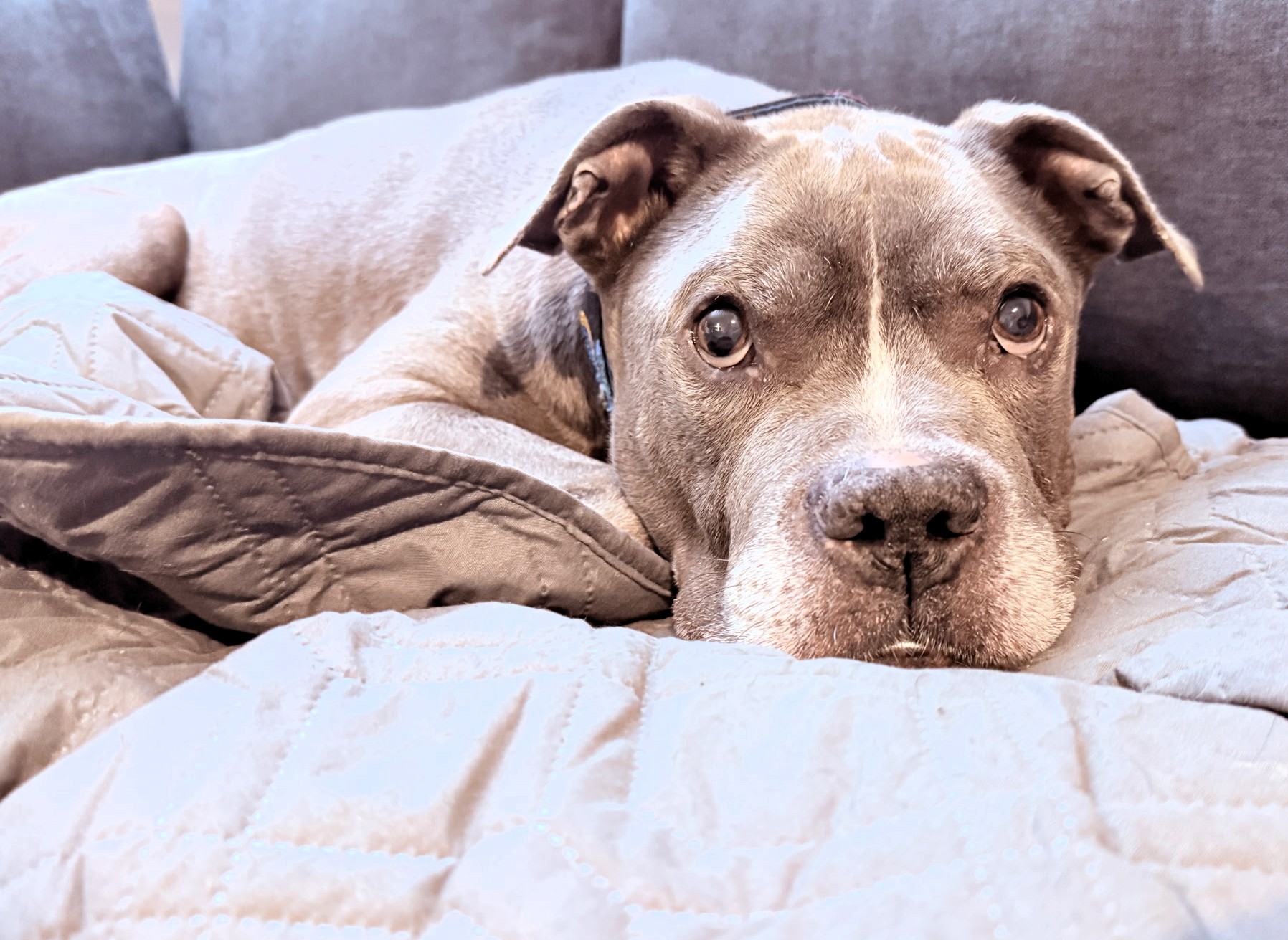 jackson adoptable dog