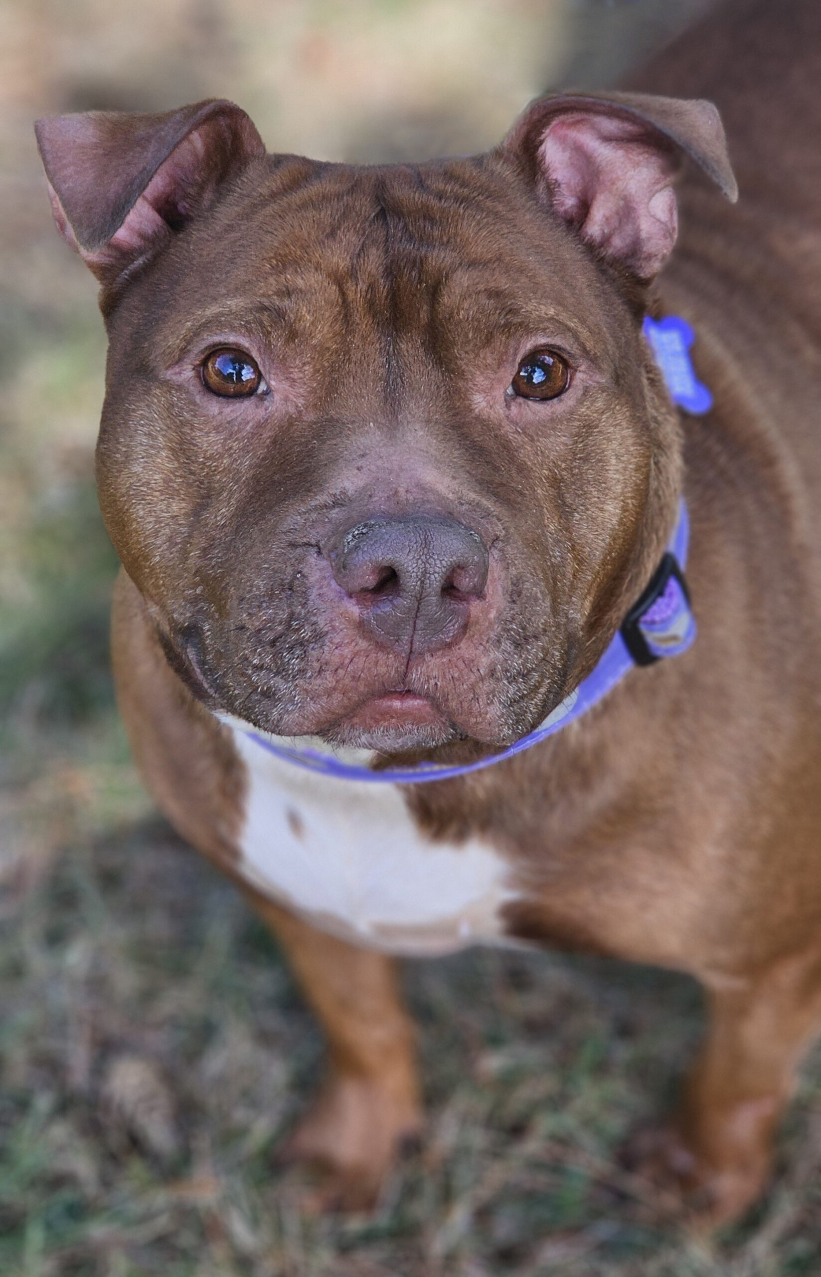 velma adoptable dog