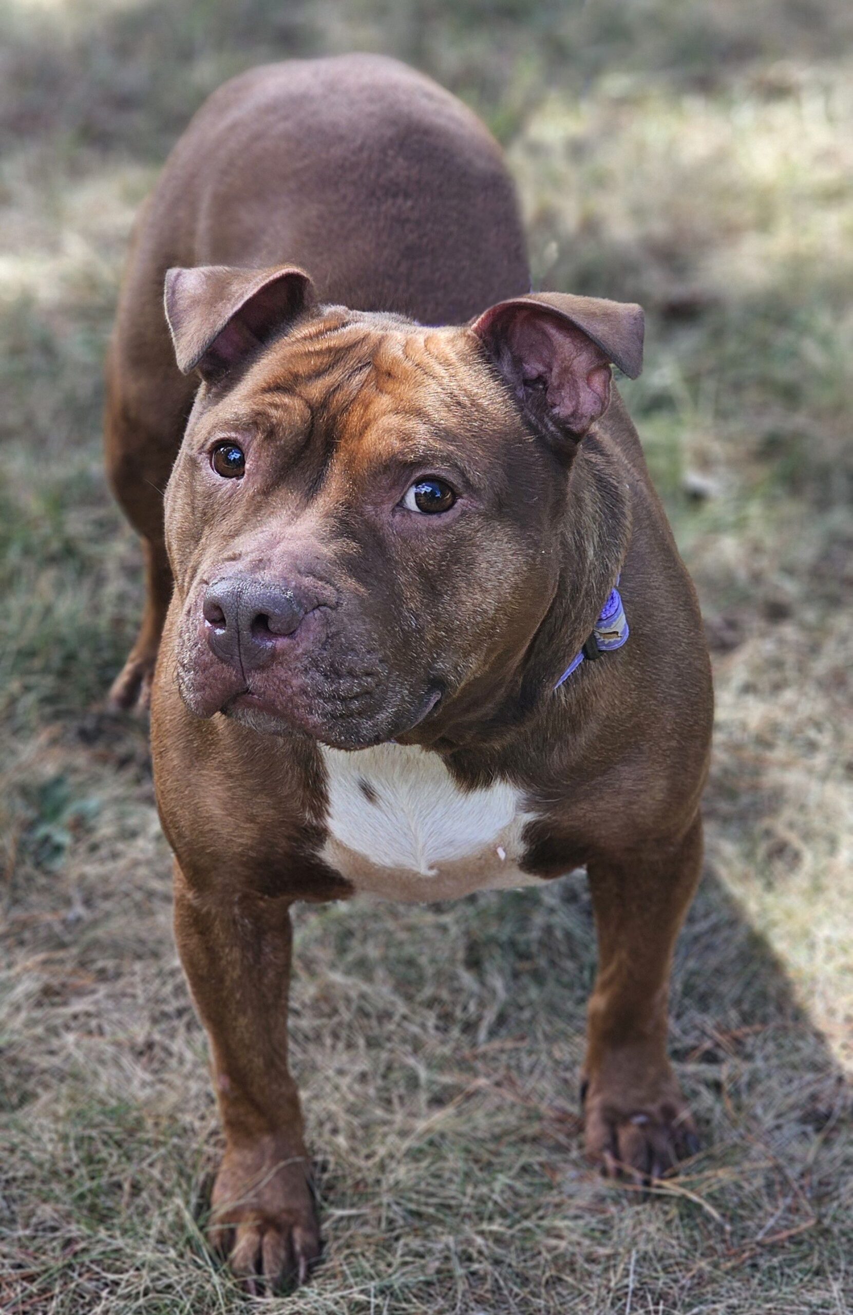velma adoptable dog