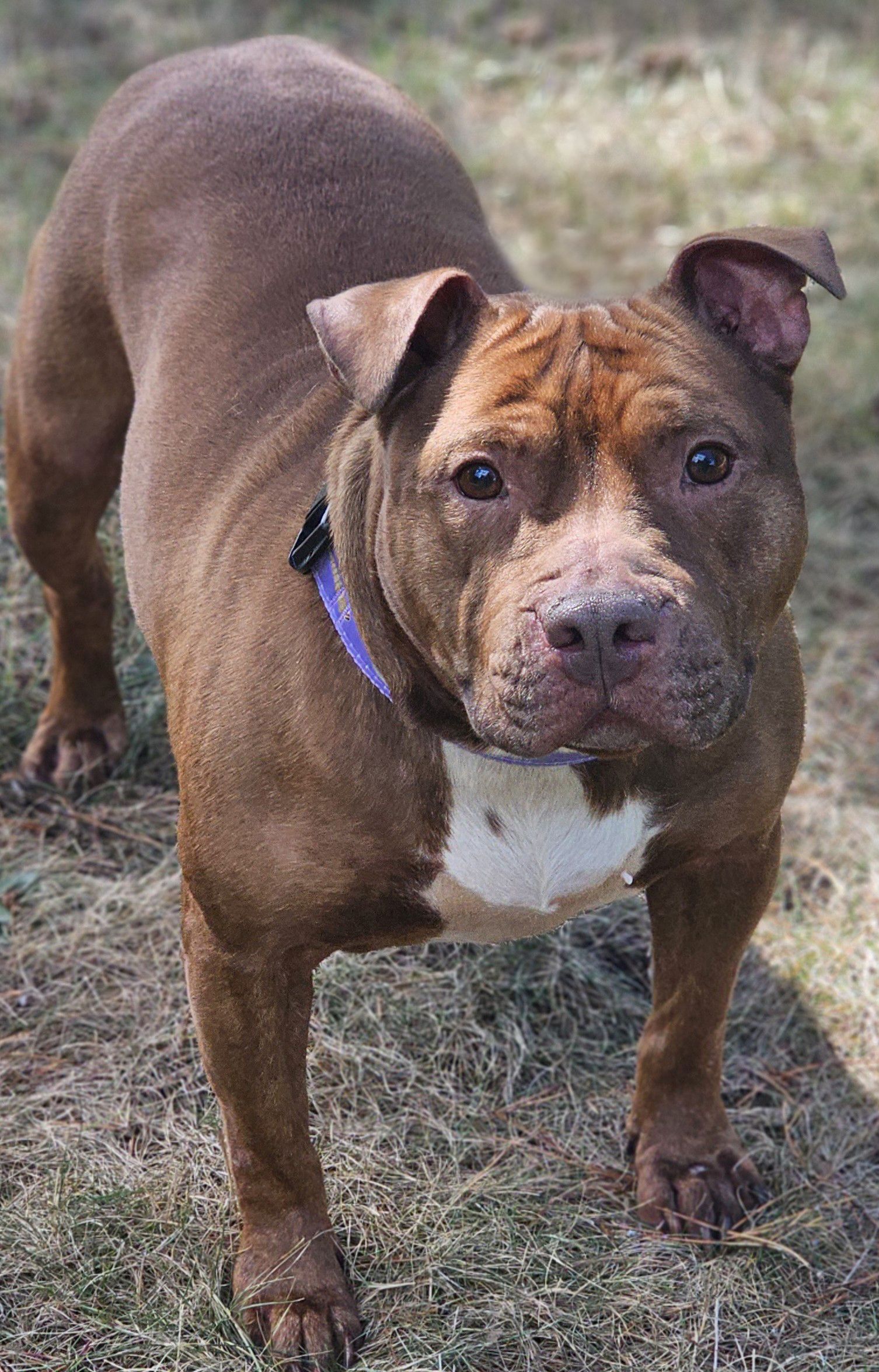 velma adoptable dog