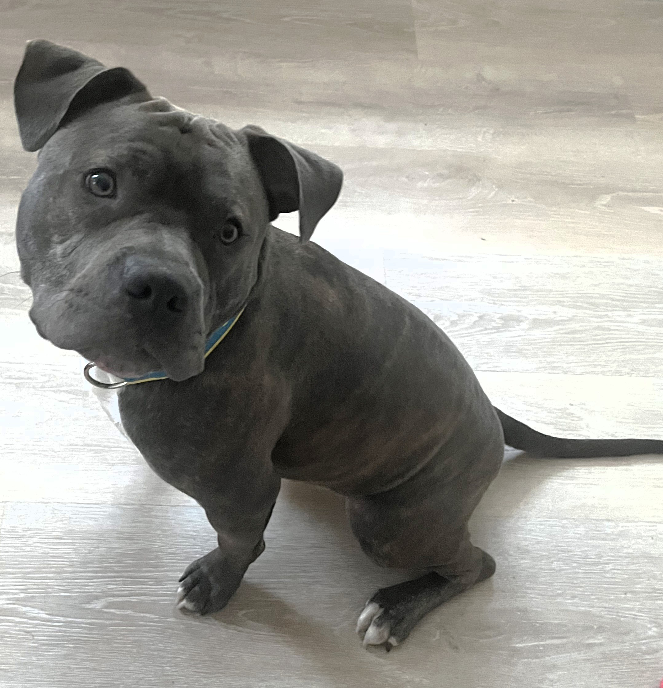 onyx adoptable pup
