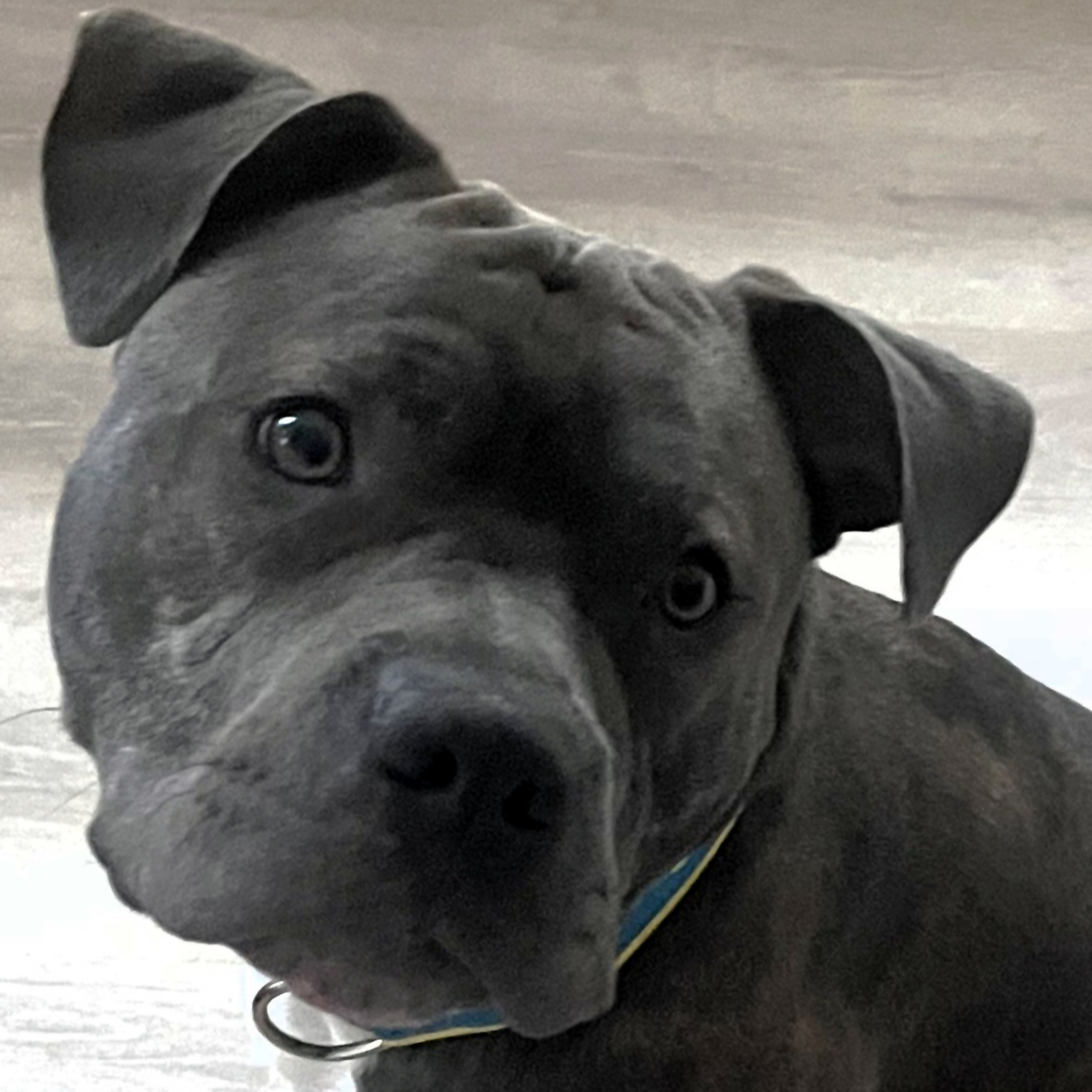 Onyx