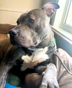 onyx adoptable pup