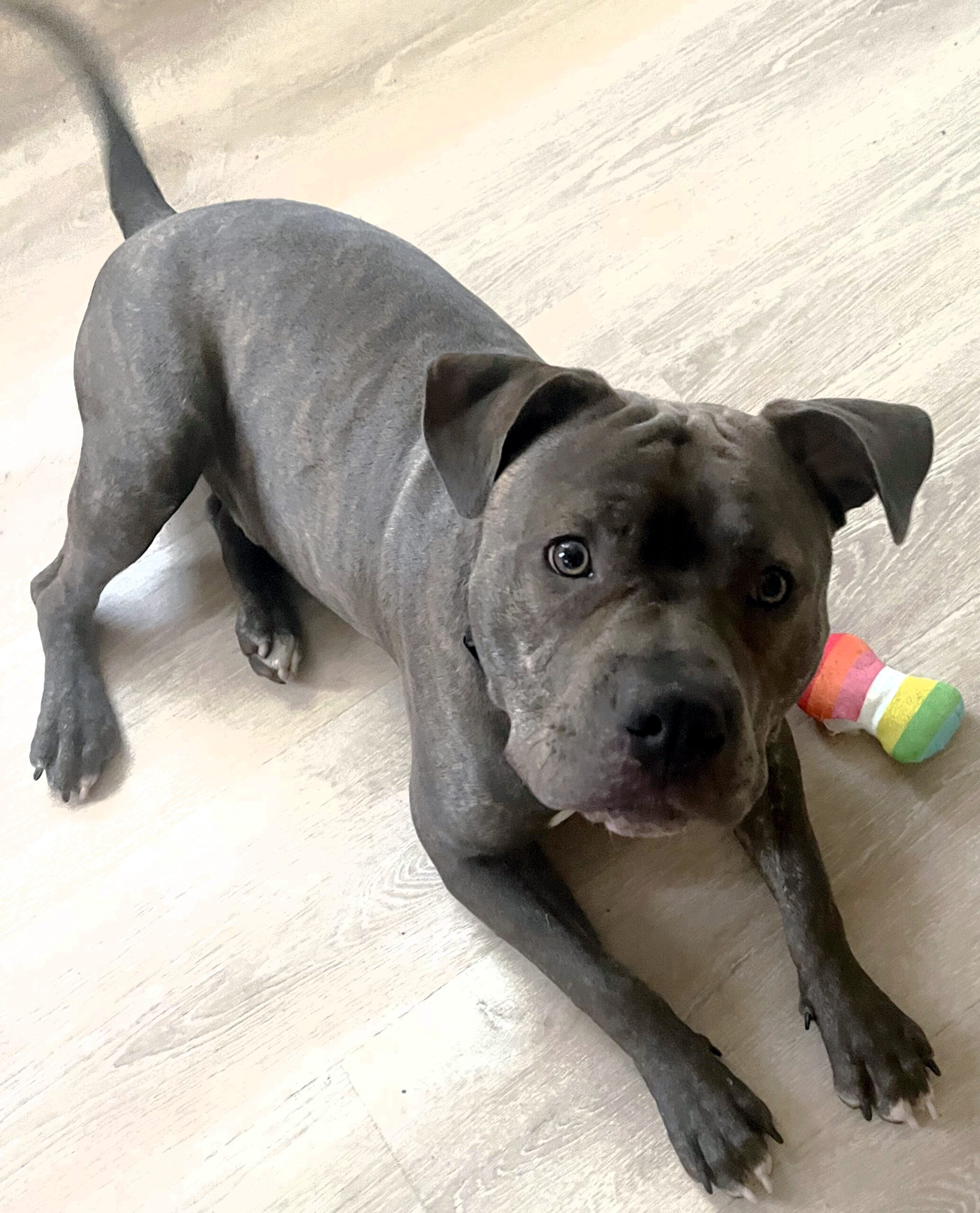 onyx adoptable pup
