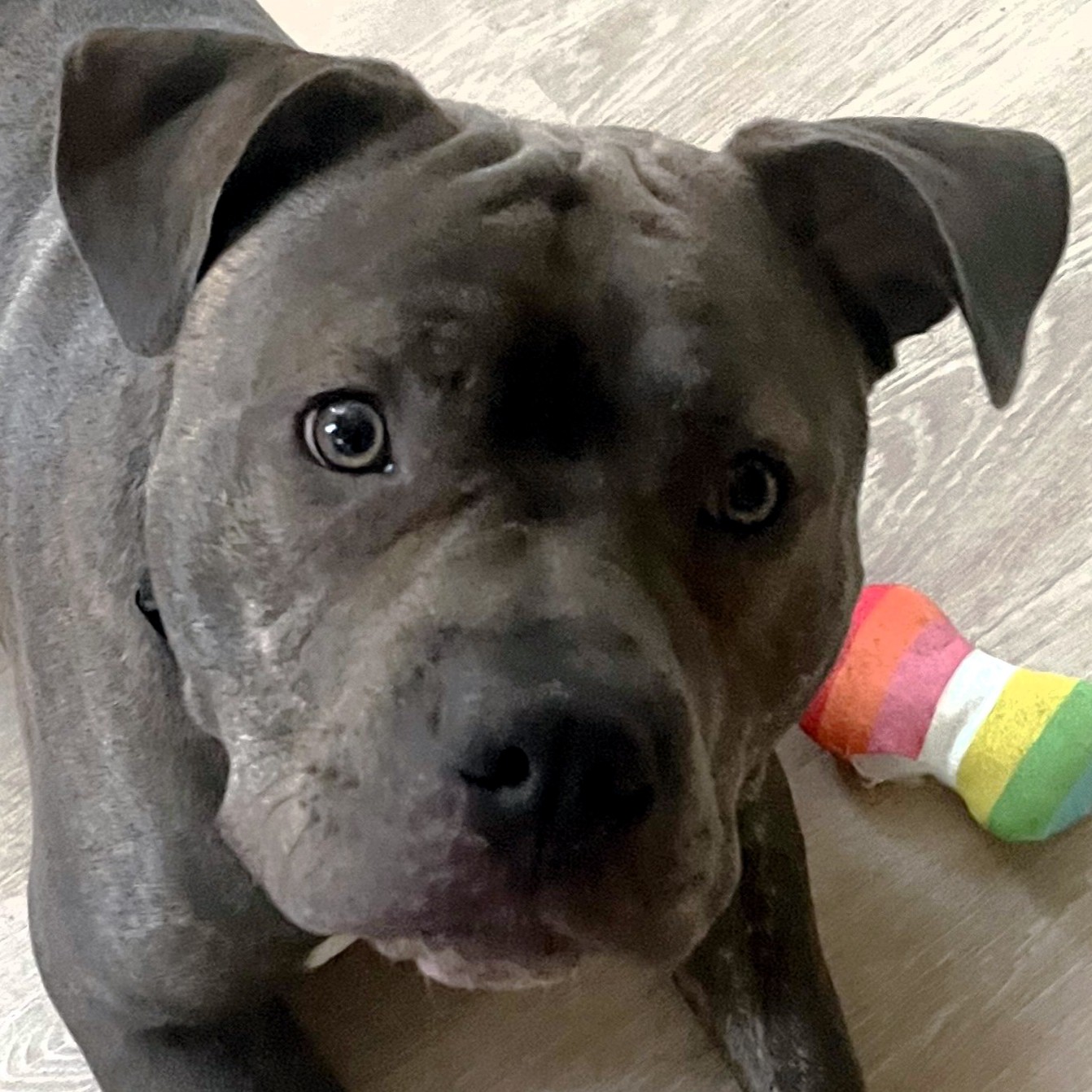 onyx adoptable pup