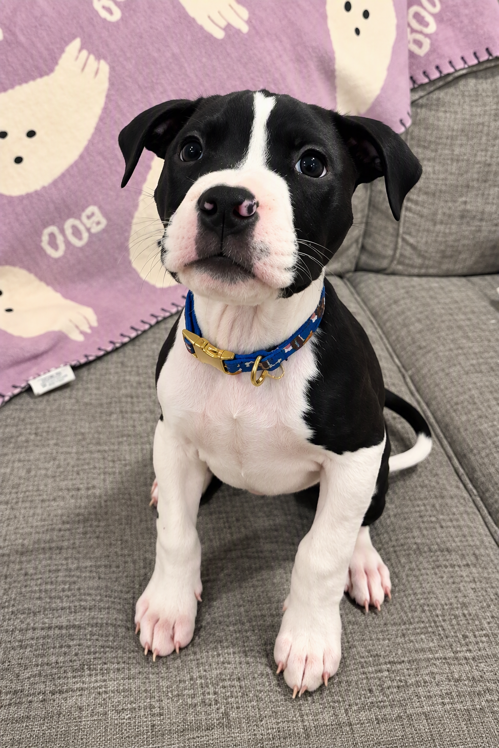 salem adoptable pup
