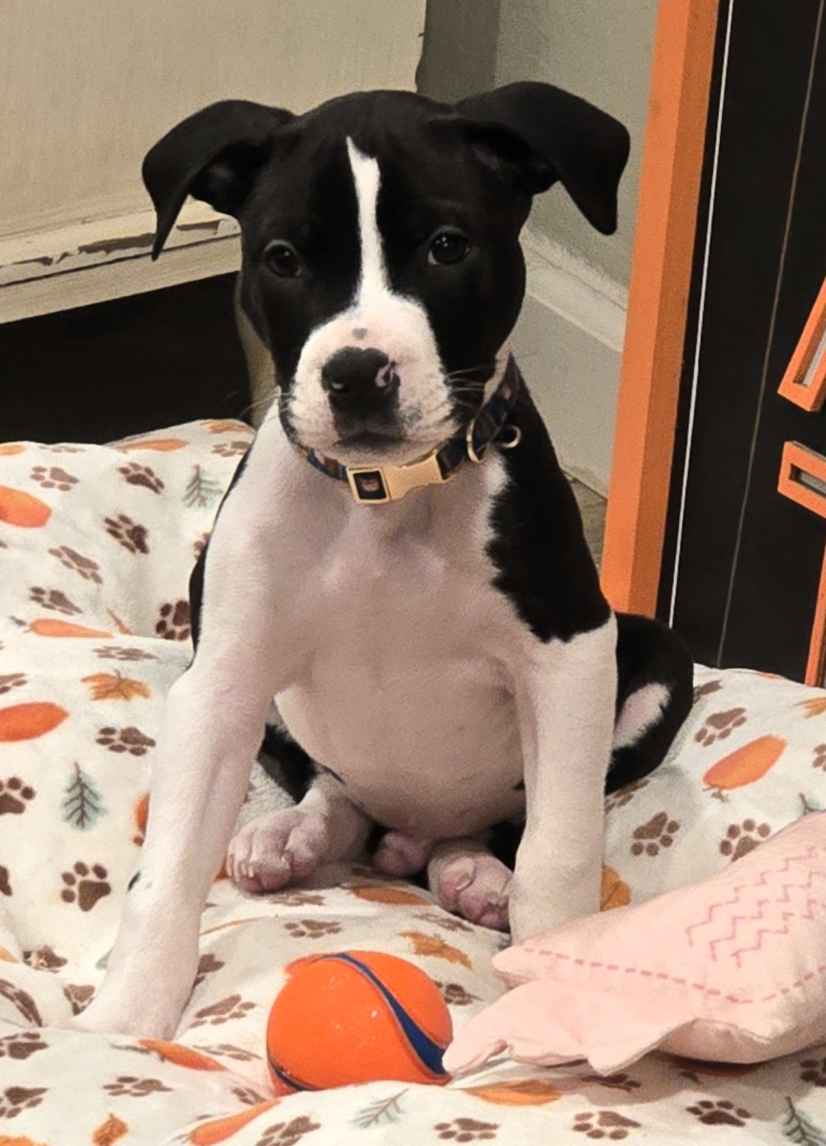 salem adoptable pup