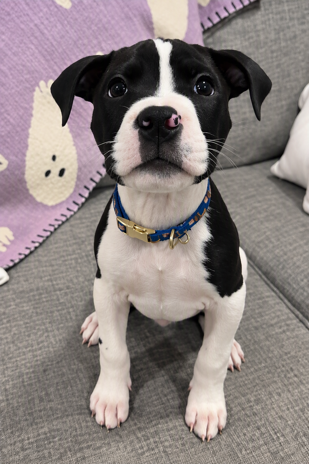 salem adoptable pup