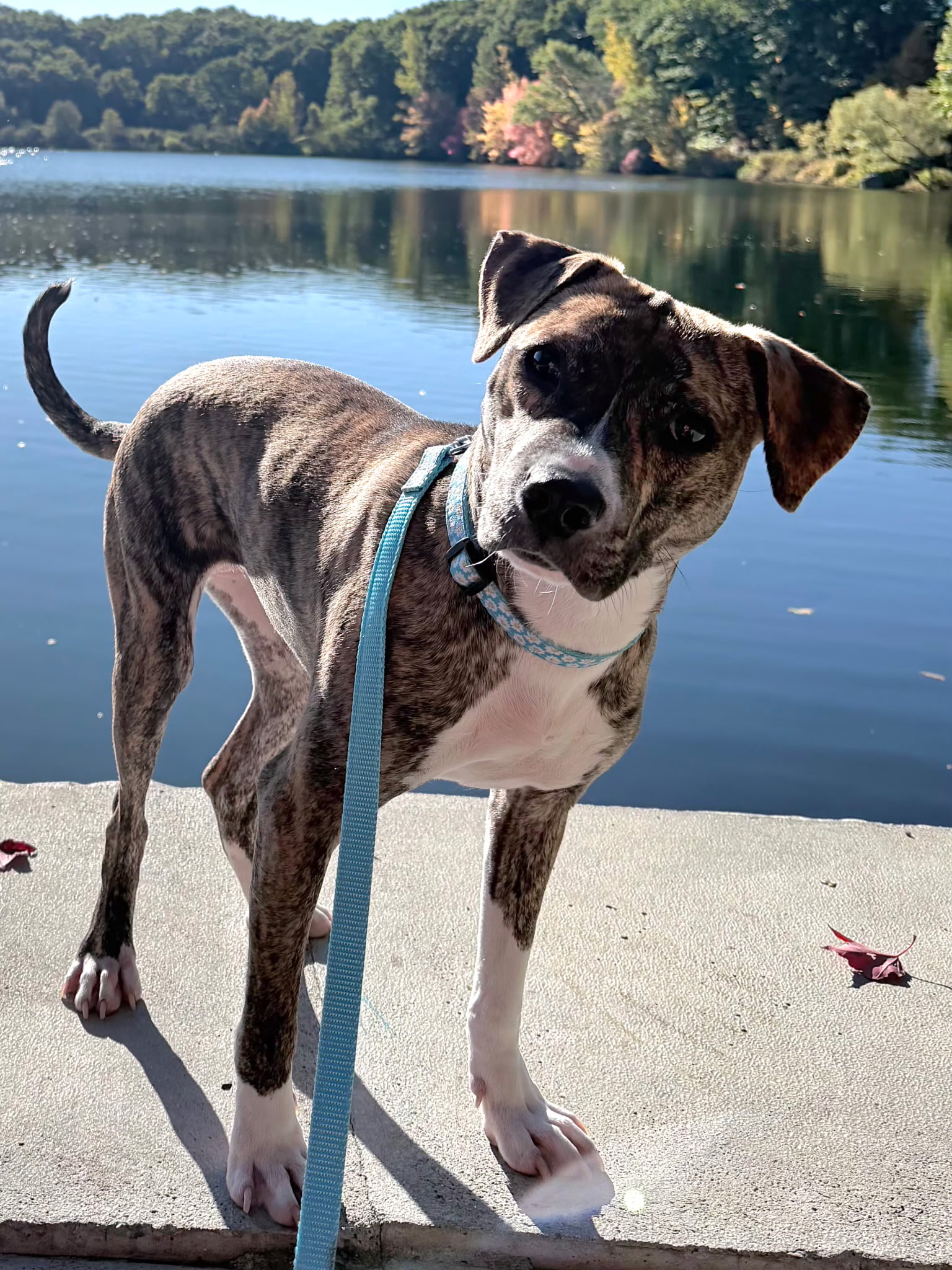 squeakers adoptable dog
