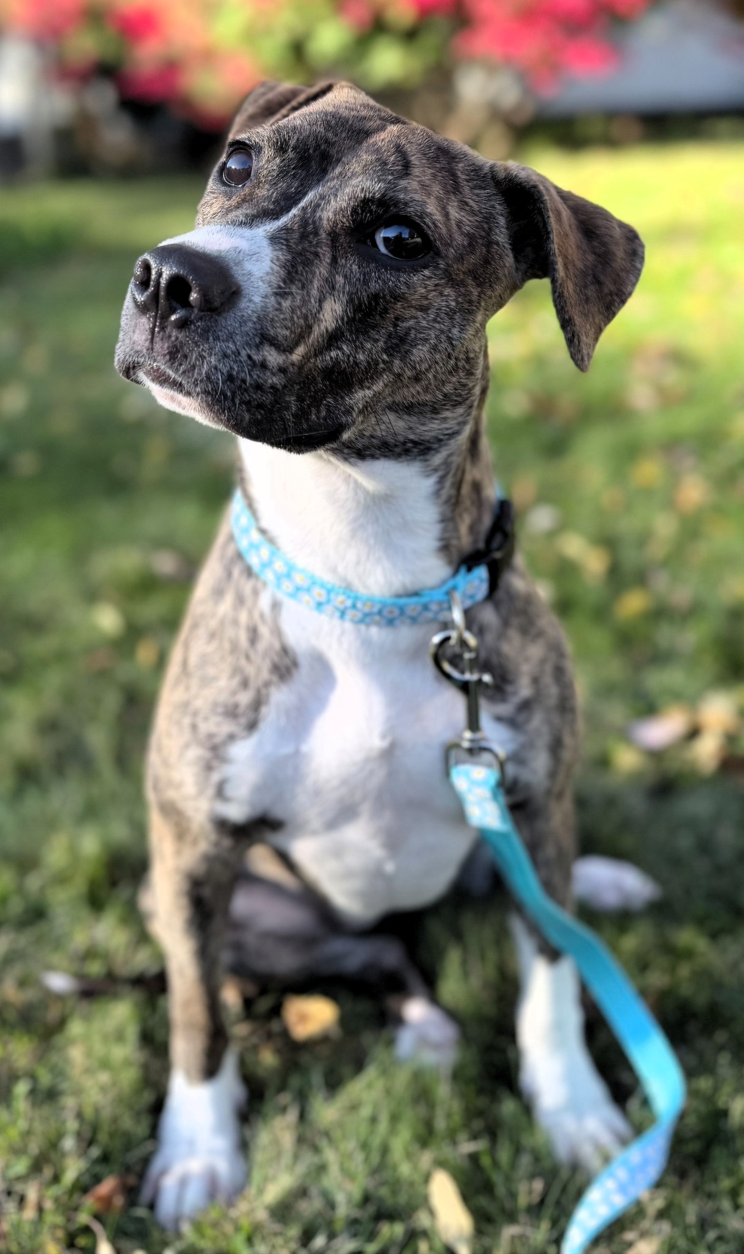 squeakers adoptable dog