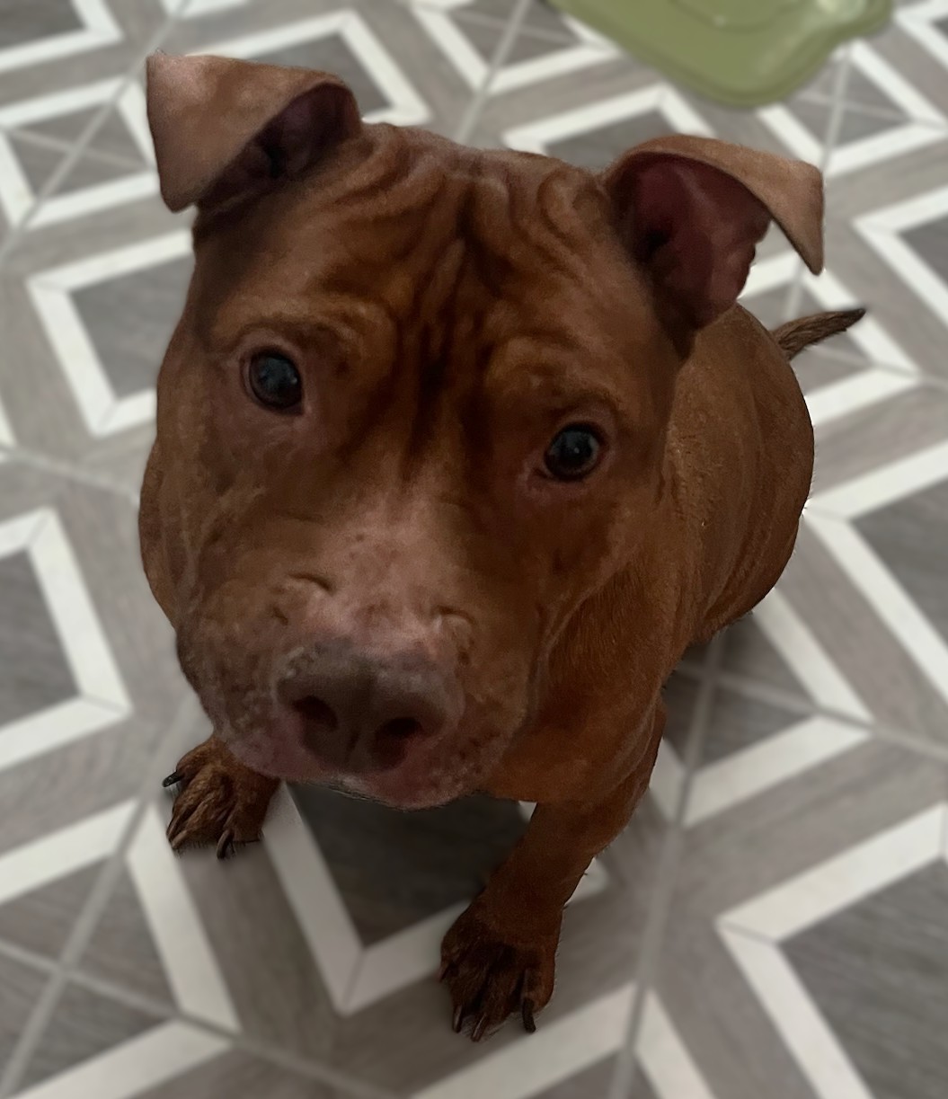 velma adoptable dog